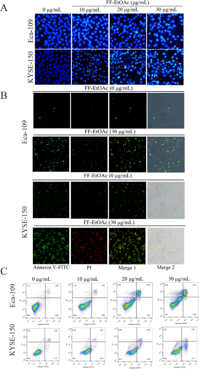 FF-EtOAc induced apoptosis in EC cells. (A) Eca-109 cells and KYSE-150 cells were incubated with 0, 10, 20, and 30 μg/mL for 12 h and stained with Hoechst 33258. (B) Eca-109 cells and KYSE-150 cells were exposed to 0 and 30 μg/mL for 12 h before being stained with Annexin V/PI and examined under a fluorescence microscope. (C) Eca-109 cells and KYSE-150 cells were exposed to 0 and 30 μg/mL for 12 h. After Annexin V-FITC and PI labeling, the fraction of apoptosis was determined by flow cytometry.