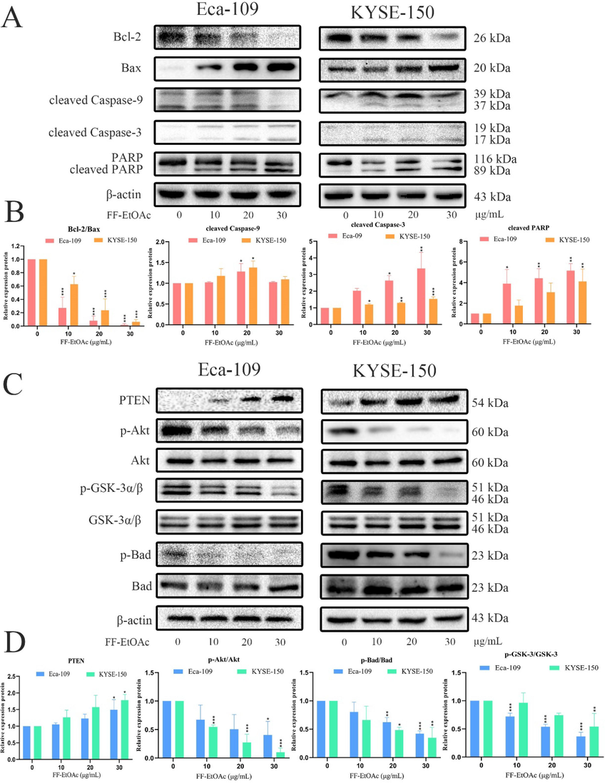 In vitro, mitochondrial apoptotic and PI3K/Akt/Bad pathways were used by FF-EtOAc to induce apoptosis (A and B). By Western blot assay, the relative expression of Bcl-2/Bax, cleaved caspase-9 and caspase-3, and PARP was detected after FF-EtOAc treated laryngeal carcinoma cells (0, 10, 20, and 30 μg/mL) for 12 h. (C and D) Using Western blot assay, the relative expression of PTEN, p-Akt/Akt, p-Gsk-3/Gsk-3 and p-Bad/Bad was detected after FF-EtOAc treated laryngeal carcinoma cells (0, 10, 20, and 30 μg/mL) for 12 h. The control was β-actin. *P < 0.05, **P < 0.01 or ***P < 0.001 compare to control.