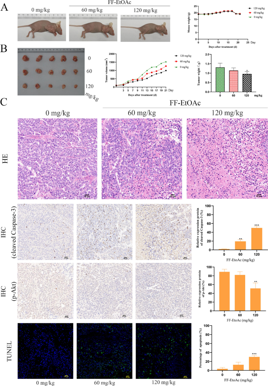 Apoptosis and the inhibitory effect in vivo of FF-EtOAc on transplanted tumors. (A and B) After treated with FF-EtOAc (0, 60 and 120 mg/kg) for 21 days, then We dissected tumors from the control and FF-EtOAc-treated mice. The tumor volume, tumor weight, and mouse weight were also counted. (C) Prepared tumor slices underwent TUNEL analysis. The green fluorescence stains in the Tunel experiment showed that the FF-EtOAc-treated mice's tumors underwent apoptosis. Eca-109 inoculated mouse tumor tissue samples were produced and IHC-tested. Manifestations of cleaved Caspase-3 and p-Akt were pictured and quantified by IHC. *P < 0.05, **P < 0.01 or ***P < 0.001 compare to control.