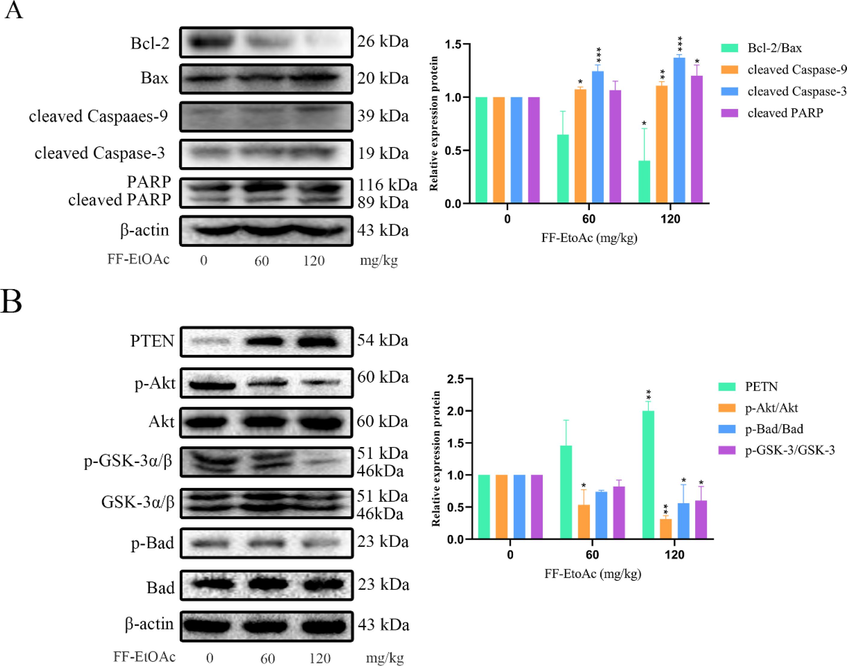 In vivo, FF-EtOAc caused apoptosis via the PI3K/Akt/Bad and mitochondrial apoptotic pathway. (A) By using Western blot technique, it was possible to identify the relative expression of Bcl-2/Bax, cleaved caspase-9 and caspase-3, and PARP in malignancies. (B) By Western blot assay, the relative expression of PTEN, p-Akt/Akt, p-Gsk-3/Gsk-3, and p-Bad/Bad was detected from tumors. The control was β-actin. *P < 0.05, **P < 0.01 or ***P < 0.001 compare to control.