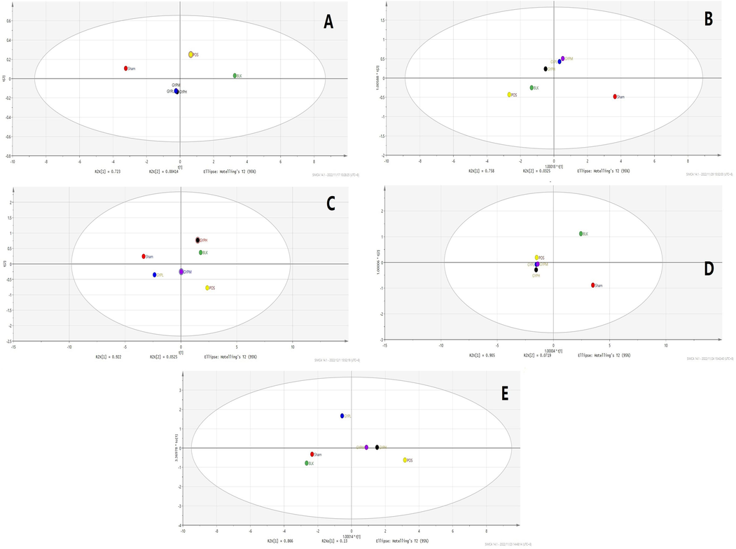 OPLS-DA analysis of each group (including both negative and positive ions), A. Serum, B. Skeletal muscle, C. Liver, D. Kidney, E. Spleen; Groups: BLK, blank; Sham, sham operation; POS, positive control; GYPL, GYP low dose; GYPM, GYP medium dose; GYPH, GYP high dose.