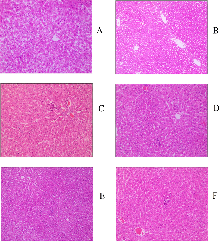 Histology image of liver (200x), groups: a. blank, b. serum, c. positive control, d. gyp low dose, e. gyp medium dose, f. gyp high dose.