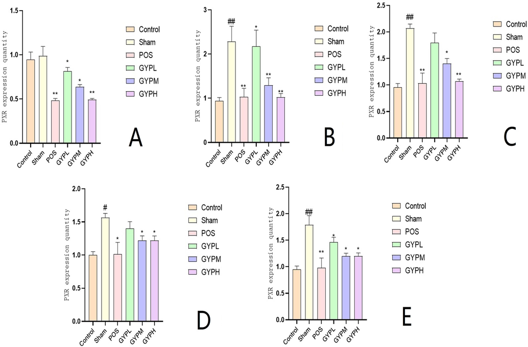 IL-6 content of A. Serum, B. Skeletal muscle, C. Liver, D. Kidney, E. Spleen; Groups: BLK, blank; Sham, sham operation; POS, positive control; GYPL, GYP low dose; GYPM, GYP medium dose; GYPH, GYP high dose.