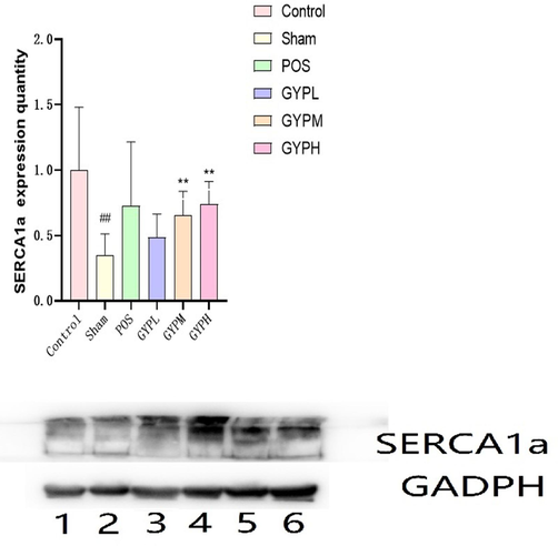 SERCA1a expression of different groups in skeletal muscle, BLK, blank; Sham, sham operation; POS, positive control; GYPL, GYP low dose; GYPM, GYP medium dose; GYPH, GYP high dose.