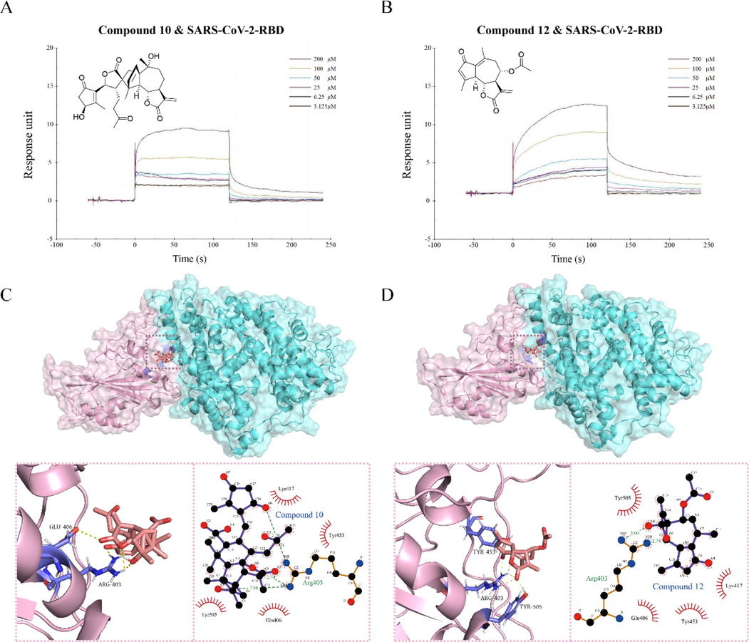 The molecular interaction of RBD and C10(A) and C12(B). The molecular interaction of RBD and C10(C) and C12(D).