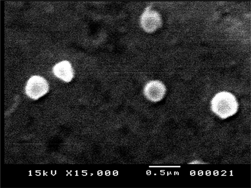 SEM image of nanocurcumin (NCR1).