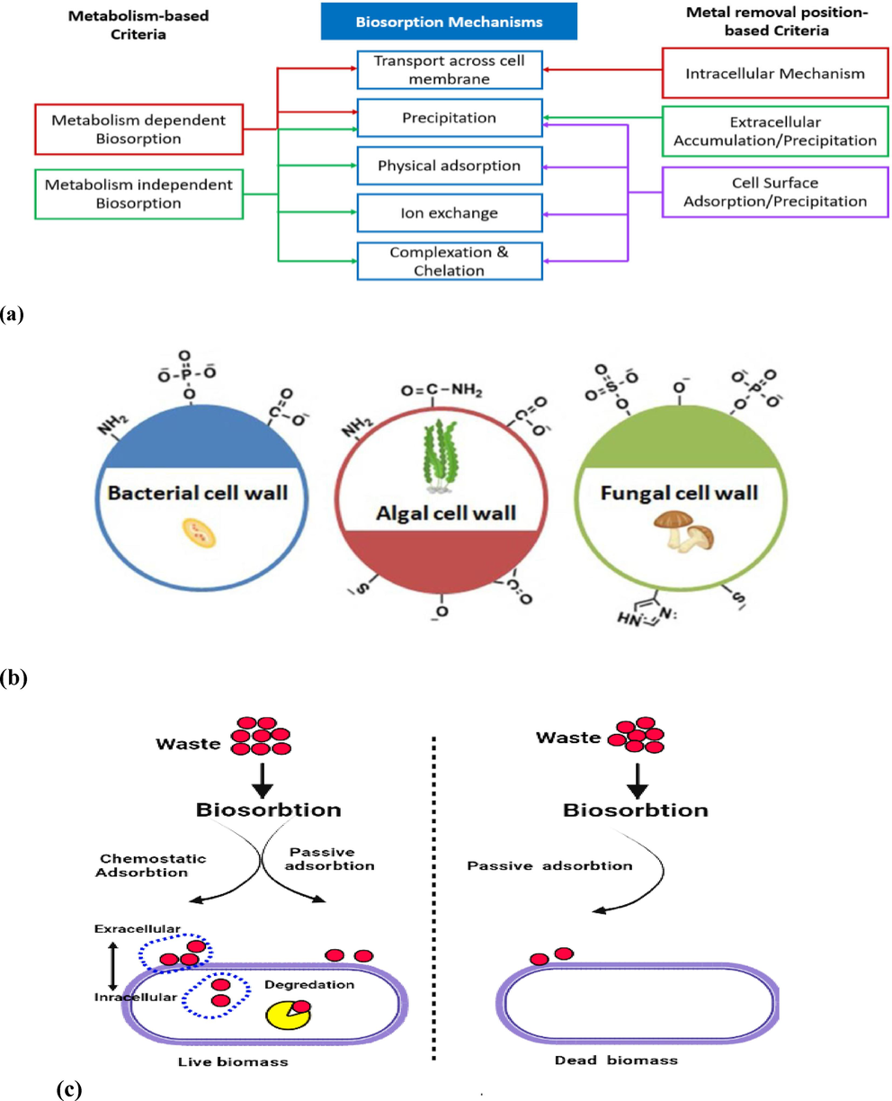 Classification of biosorption Mechanisms (a) (Redha, (2020)), different biosorbent materials and their functional groups involved in biosorption (b)[Gouda and Taha (2023)], schematic representation of the biomass chemotactic biosorption process (c).