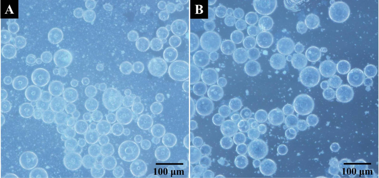 Optical microscope photographs of Pickering emulsion droplets stabilized with TiO2 nanoparticles (A: H-MIPs; B: H-NIPs).