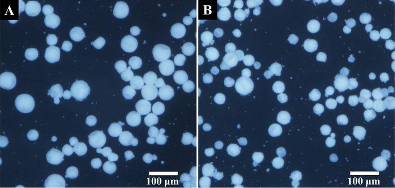 Optical microscope photographs of H-MIPs (A) and H-NIPs (B) microspheres.