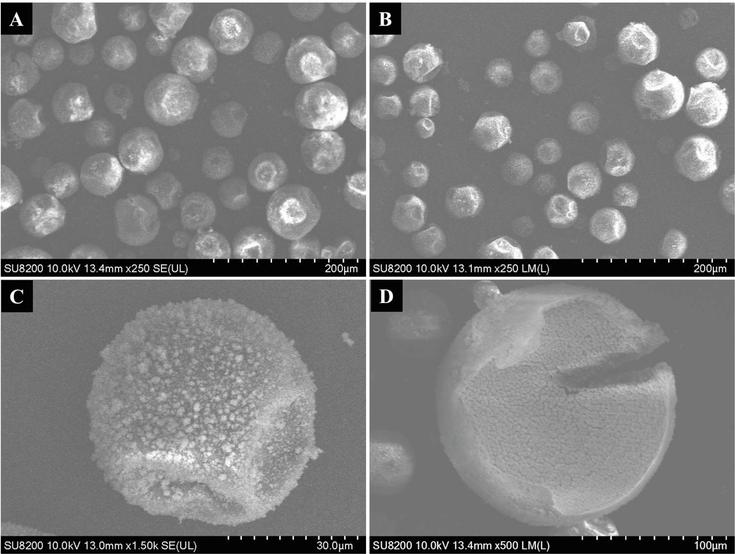 FESEM images of H-MIPs (A) and H-NIPs (B) microspheres, single H-MIPs microsphere under high magnification (C) and the cross-section FESEM of broken H-MIPs microsphere.