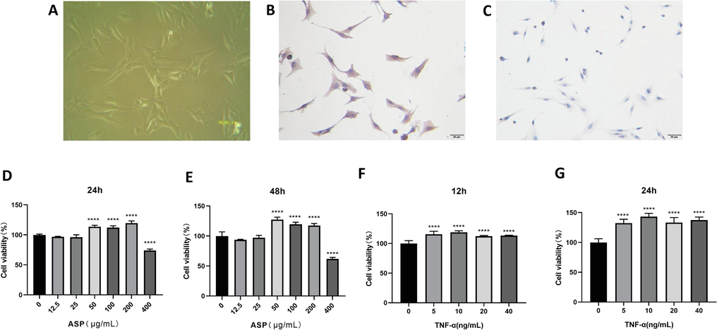 CIA rat knee joint fibroblast-like synoviocytes (FLS) were identified by immunocytochemistry. (A) FLSs digested from CIA rat knee joint (×200); (B) Anti-Vimentin antibody test was positive (×200); (C) Anti-CD68 antibody test was negative (×200); (D, E) Viability of NC-FLS was observed at 24 h and 48 h after intervention of ASP (1.25–400 μg/mL); (F, G) Viability of CIA-FLS was observed at 12 h and 24 h after TNF-α stimulated with the concentration of 5–40 ng/mL. ****P < 0.0001.