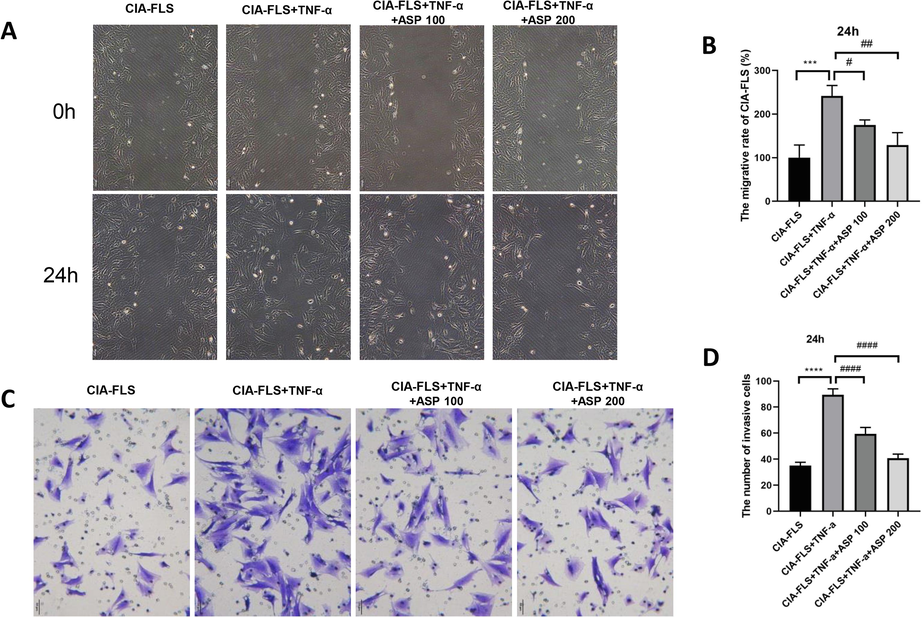 ASP inhibited migration and invasion of CIA-FLS. (A, B) ASP inhibited migration. (C, D) ASP inhibited invasion. ASP 100: ASP 100 μg/mL; ASP 200: ASP 200 μg/mL.***P < 0.001, ****P < 0.0001; #P < 0.05, ##P < 0.01, ####P < 0.0001.