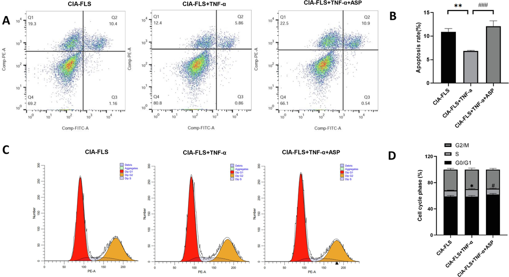 ASP influenced apoptosis and cell cycle phase of CIA-FLS. (A, B) The apoptosis rate of CIA-FLS was detected by flow cytometry. (C, D) The cell cycle phase of CIA-FLS was detected by flow cytometry. *: CIA-FLS vs. CIA-FLS + TNF-α; #: CIA-FLS + TNF-α vs. CIA-FLS + TNF-α + ASP. *P < 0.05, **P < 0.01; #P < 0.05, ###P < 0.001.