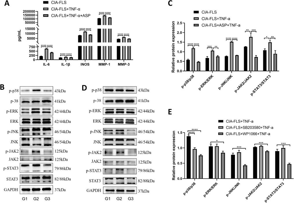 (A) The concentrations of inflammatory factors in the supernatant of cell culture in the CIA-FLS group, the CIA-FLS + TNF-α group and the CIA-FLS + TNF-α + ASP group were detected by ELISA (IL-6, IL-1β, iNOS, MMP-1, MMP-3); (B, C) The phosphorylation levels of key proteins of MAPK and JAK2/STAT3 in G1: CIA-FLS group, G2: CIA-FLS + TNF-α group and G3: CIA-FLS + ASP + TNF-α group were detected by Western Blotting (p38, ERK, JNK, JAK2 and STAT3); (D, E)The phosphorylation of key proteins of MAPK and JAK2/STAT3 pathway components in G1: CIA-FLS + TNF-α group, G2: CIA-FLS + SB203580 + TNF-α group and G3: CIA-FLS + WP1066 + TNF-α group were detected by Western Blotting (p38, ERK, JNK, JAK2 and STAT3).