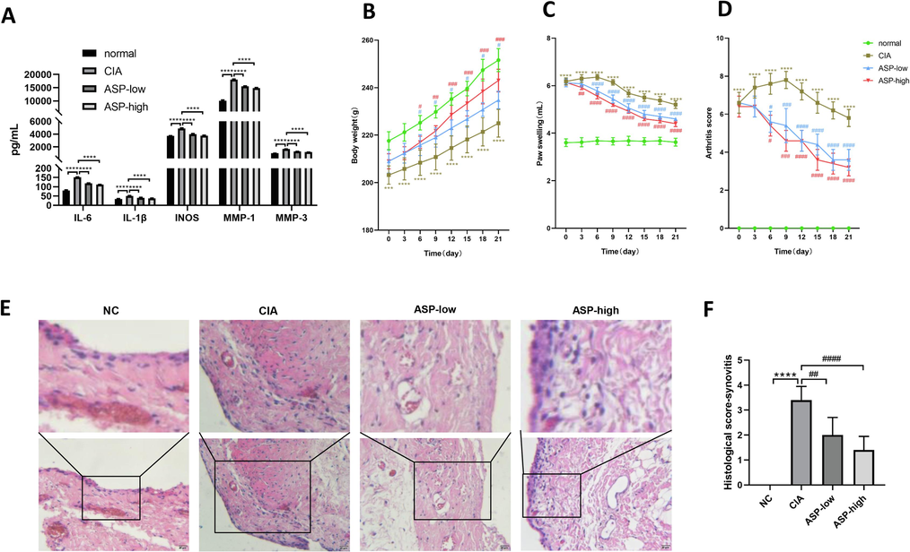 (A) The plasma concentrations of inflammatory factors in rats of the normal group, the CIA group, the ASP-low group and the ASP-high group were detected by ELISA (IL-6, IL-1β, iNOS, MMP-1, MMP-3). Effects of ASP on the body weight (B), paw swelling (C), arthritis score (D) of CIA rats in different time point, and Histological analysis of knee synovitis in CIA rats(E, F). Histological analysis using HE (scale bar 20 μm) labelled sections of rat hind paw knee synovium for NC group, CIA group, ASP-low (ASP 400 mg/kg) group, ASP-high (ASP 800 mg/kg) group. Values were expressed as mean ± SD (n = 5). *: CIA group compared with normal group; #: ASP group compared with CIA group. Values were expressed as mean ± SD (n = 5). *P < 0.05, **P < 0.01, ***P < 0.001,****P < 0.0001; #P < 0.05, ##P < 0.01, ###P < 0.001, ####P < 0.0001.