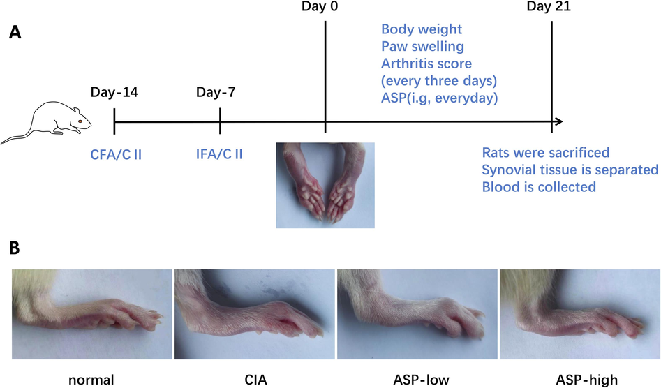 ASP inhibits arthritis development in CIA rats. (A) Graphic solution for CIA induction and ASP administration. SD rats were given two injections of the emulsion separated by one week as described in methods. From 7 days following the second injection, rats (n = 5 in each group) were treated with ASP every day for 21 days. During this period, the rats' body weight, paw swelling and arthritis scores were measured every 3 days. After gavage, synovial tissue was isolated from the knee joint of rats and blood was collected from the heart. (B) Images of rat paws in different groups on the last day of intragastric administration.