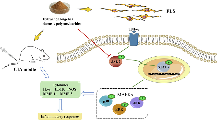 Schematic diagram of the mechanism by which ASP inhibits inflammation of rat CIA-FLS through the JAK2/STAT3 and MAPK signaling pathways.