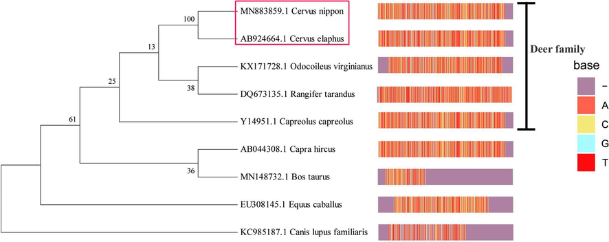 Phylogenetic tree based on Cyt b region derived from 5 species of deer family and 4 species of non-deer family. Footnote: This tree was constructed with Neighbor-Joining method. The left is the phylogenetic tree, and the right represents the nucleotide sequence of Cyt b gene of each species. Bootstrap after statistical analysis from 1,000 trees are shown on each node.
