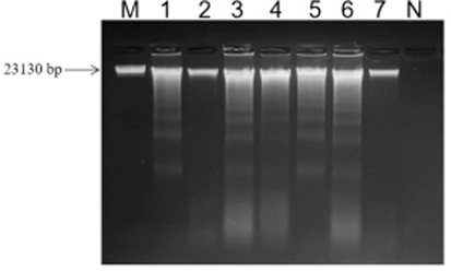Agarose gel electrophoretogram of DNA extraction from deer Penis et testis cervi samples as well as adulterants and counterfeits. Footnote: M-λDNA Marker；1. MHL-B；2. ML-B；3. XXL-B；4. XL-B；5. ZB；6. NB；7. YB；N. Negative control. MHL-B, Chinese spelling name (Mei hua lu bian), represents authentic Sika deer Penis et testis cervi. ML-B, Chinese spelling name (Ma lu bian), represents authentic Red deer Penis et testis cervi. XXL-B, Chinese spelling name (Xin xi lan bian), represents New Zealand deer Penis et testis cervi. XL-B, Chinese spelling name (Xun lu bian), represents Reindeer Penis et testis cervi. ZB, Chinese spelling name (Zu bian), represents Pig Penis et testis cervi. NB, Chinese spelling name (Niu bian), represents Cattle Penis et testis cervi. YB, Chinese spelling name (Yang bian), represents Sheep Penis et testis cervi.