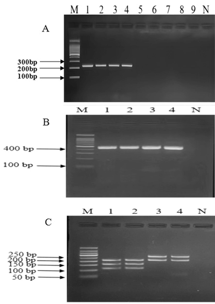 Agarose gel electrophoretogram of authenticity of deer Penis et testis cervi and identification of deer species by a species PCR and PCR-RFLP. A: Agarose gel electrophoretogram of authenticity of deer Penis et testis cervi by a species PCR. Footnote: M−100 bp Ladder Marker；1. MHL-B；2. MHL-B；3. ML-B；4. ML-B；5. XXL-B；6. XL-B；7. ZB；8. NB；9. YB；N. Negative control. MHL-B, Chinese spelling name (Mei hua lu bian), represents authentic Sika deer Penis et testis cervi. ML-B, Chinese spelling name (Ma lu bian), represents authentic Red deer Penis et testis cervi. XXL-B, Chinese spelling name (Xin xi lan bian), represents New Zealand deer Penis et testis cervi. XL-B, Chinese spelling name (Xun lu bian), represents Reindeer Penis et testis cervi. ZB, Chinese spelling name (Zu bian), represents Pig Penis et testis cervi. NB, Chinese spelling name (Niu bian), represents Cattle Penis et testis cervi. YB, Chinese spelling name (Yang bian), represents Sheep Penis et testis cervi. B: Agarose gel electrophoretogram of authentic deer Penis et testis cervi PCR products. Footnote: M−100 bp Ladder Marker；1. MHL-B；2. MHL-B；3. ML-B；4. ML-B；N. negative control. C: Agarose gel electrophoretogram of authentic deer Penis et testis cervi by PCR-RFLP. Footnote: M−100 bp Ladder Marker；1. MHL-B；2. MHL-B；3. ML-B；4. ML-B; N. Negative control. MHL-B, Chinese spelling name (Mei hua lu bian), represents authentic Sika deer Penis et testis cervi (1. MHL2110008; 2. MHL2110009). ML-B, Chinese spelling name (Ma lu bian), represents authentic Red deer Penis et testis cervi (3. ML21101015; 4. ML21101016).