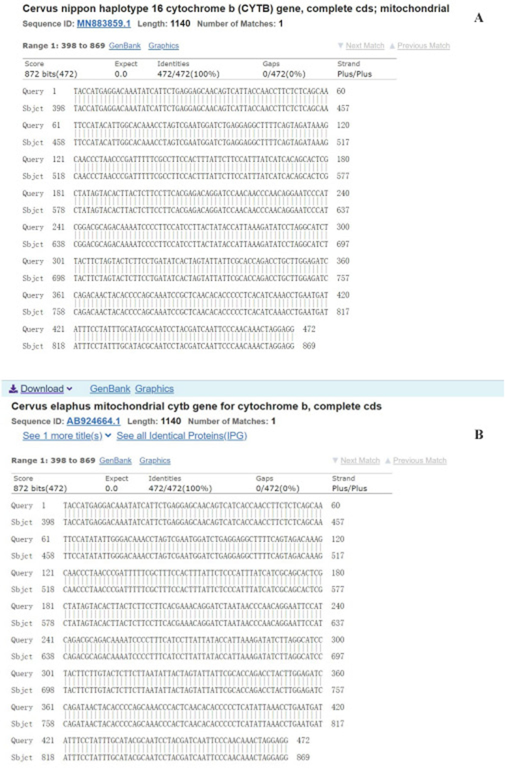 Comparison of partly Sika deer and Red deer Cyt b sequences A: C. nippon Cyt b sequences and blast with the Genbank B: C. elaphus Cyt b sequences and blast with the Genbank Footnote: Cyt b, cytochrome b.