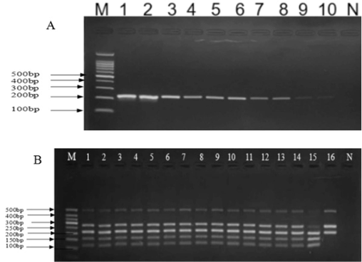 Agarose gel electrophoretogram of evaluation of the assay performance parameters A: Agarose gel electrophoretogram of the assay detection sensitivity Footnote: M−100 bp Ladder Marker；1. MHL-B（100 ng/μL）；2. ML-B（100 ng/μL）；3. MHL-B（10 ng/μL）；4. ML-B（10 ng/μL）；5. MHL-B（1.0 ng/μL）；6. ML-B（1.0 ng/μL）；7. MHL-B（0.1 ng/μL）；8. ML-B（0.1 ng/μL）；9. MHL-B（0.01 ng/μL）；10. ML-B（0.001 ng/μL）；N. Negative control MHL-B, Chinese spelling name (Mei hua lu bian), represents authentic Sika deer Penis et testis cervi (1. MHL2110008). ML-B, Chinese spelling name (Ma lu bian), represents authentic Red deer Penis et testis cervi (2. ML21101015). B: Agarose gel electrophoretogram of the assay detection specificity Footnote: M- 50 bp Ladder Marker；Mimic counterfeit deer Penis et testis cervi contained Sika deer and Red deer species, 1 ∼ 16 represents the ratio of 1:90, 1:80, 1:70, 1:60, 1:50, 1:40, 1:30, 1:20, 1:10, 1:9, 1:8, 1:7, 1:6, 1:5, 1:4, and 1:3 (weight/weight).