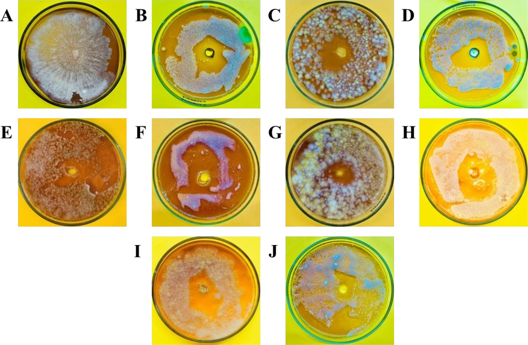 In-vitro antifungal potential of different essential oils on the growth of Fusarium oxysporum. A (Control), B (Fungicide), C (Tansy Blue Oil), D (Tuberose Absolute Oil), E (Rose Marry Oil), F (Bergamot Oil), G (Cedarwood Oil), H (Geranium Oil), I (Rose Geranium Oil), J (Winter Green Oil).