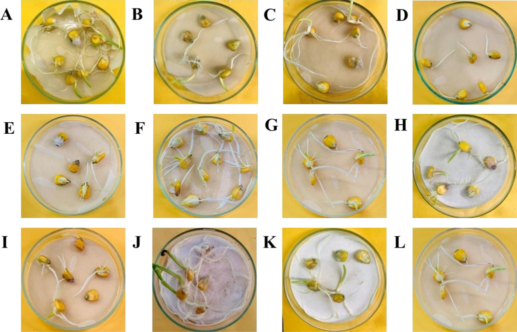 The effect of essential oil and coating emulsion on the seedling growth (A-D) and infestation with F. oxysporum (E-H) and X. campestris (I-L). A (Control), B (Bergamot Oil + 0.5 % Chitosan solution), C (Bergamot Oil + 0.25 % Chitosan solution), D (Bergamot Oil). E (Control), F (Bergamot Oil + 0.5 % Chitosan solution), G (Bergamot Oil + 0.25 % Chitosan solution), H (Bergamot Oil). I (Control), J (Bergamot Oil + 0.5 % Chitosan solution), K (Bergamot Oil + 0.25 % Chitosan solution), L (Bergamot Oil).