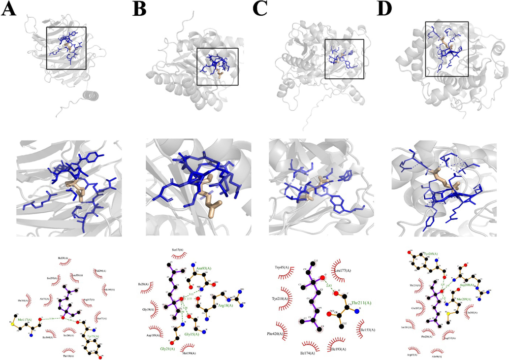 Molecular docking and interaction analysis of linalool with target antifungal proteins. A = FGB1, B = FOXG_04696, C = NCC, D = SECP14.