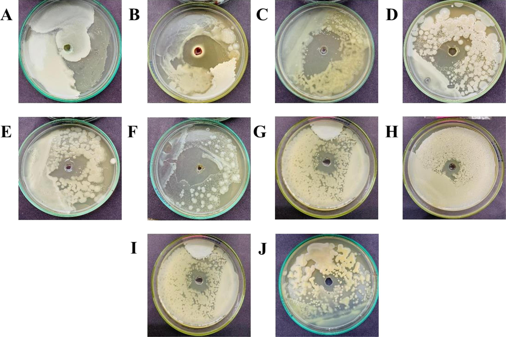 In-vitro antibacterial potential of different essential oils on the growth of Xanthomonas campestris. A (Control), B (Fungicide), C (Tansy Blue Oil), D (Tuberose Absolute Oil), E (Rose Marry Oil), F (Bergamot Oil), G (Cedarwood Oil), H (Geranium Oil), I (Rose Geranium Oil), J (Winter Green Oil).