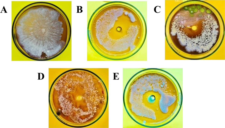 In-vitro antifungal potential of essential oils and coating solution against Fusarium oxysporum. A (Control), B (Fungicide), C (Bergamot Oil + 0.5 % Chitosan solution), D (Bergamot Oil + 0.25 % Chitosan solution), E (Bergamot Oil).