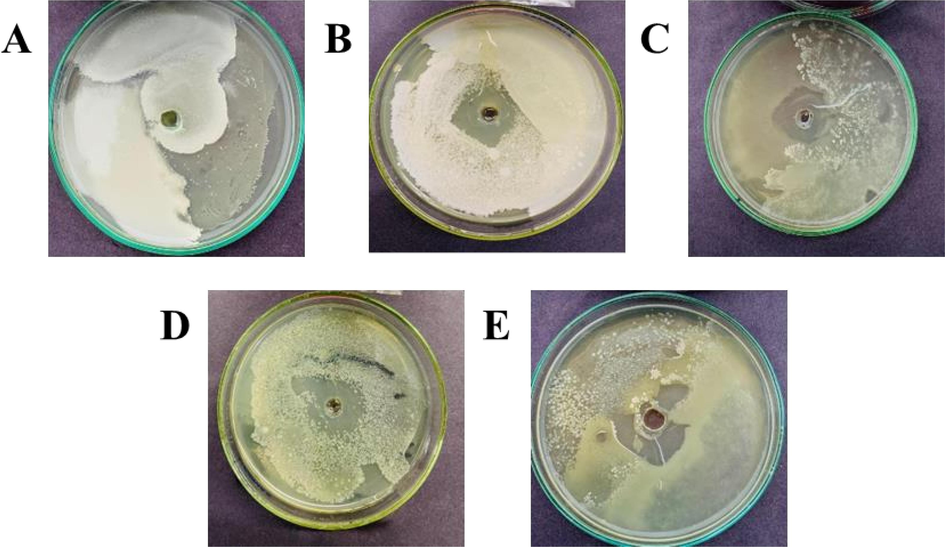 In-vitro antibacterial potential of essential oils and coating solution against Xanthomonas campestris. A (Control), B (Fungicide), C (Bergamot Oil + 0.5 % Chitosan solution), D (Bergamot Oil + 0.25 % Chitosan solution), E (Bergamot Oil).