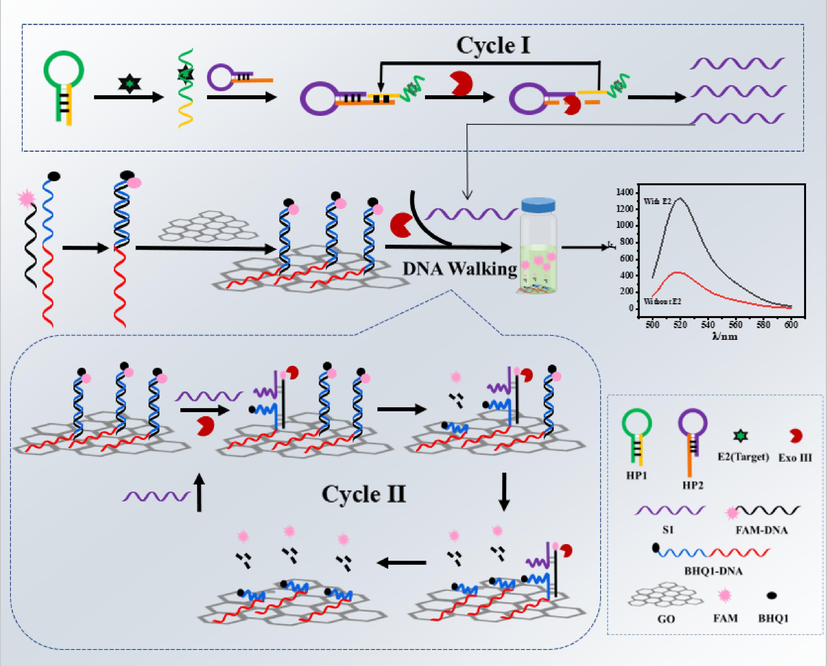 The strategy for the construction of fluorescent aptamer sensor.