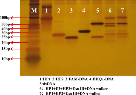 Graph of the results of polyacrylamide gel electrophoresis experiments. (1)HP1(4.0 μM)；(2)HP2(4.0 μM)；(3)FAM-DNA(2.0 μM)；(4)BHQ1-DNA(2.0 μM)；(5)dsDNA(1.0 μM)；(6) HP1(4.0 μM) + E2(1.0 nM) + HP2(4.0 μM) + Exo III (20.0 U) + DNA walker;(7) HP1(4.0 μM) + HP2(4.0 μM) + Exo III (20.0 U) + DNA walker.