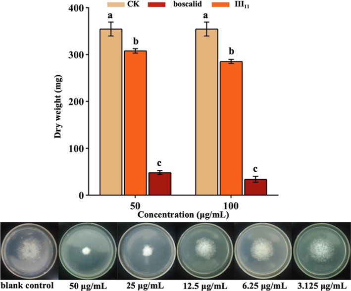The dry weight of mycelia treated with III11 and boscalid.