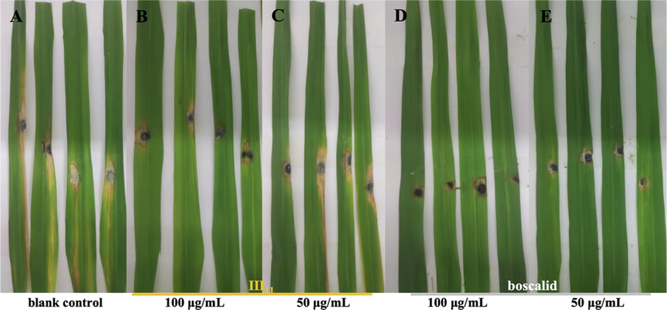 In vivo protective activity against N. oryzae on rice leaves. (A) Blank control; (B) and (C) treated with III11; (D) and (E) treated with boscalid.