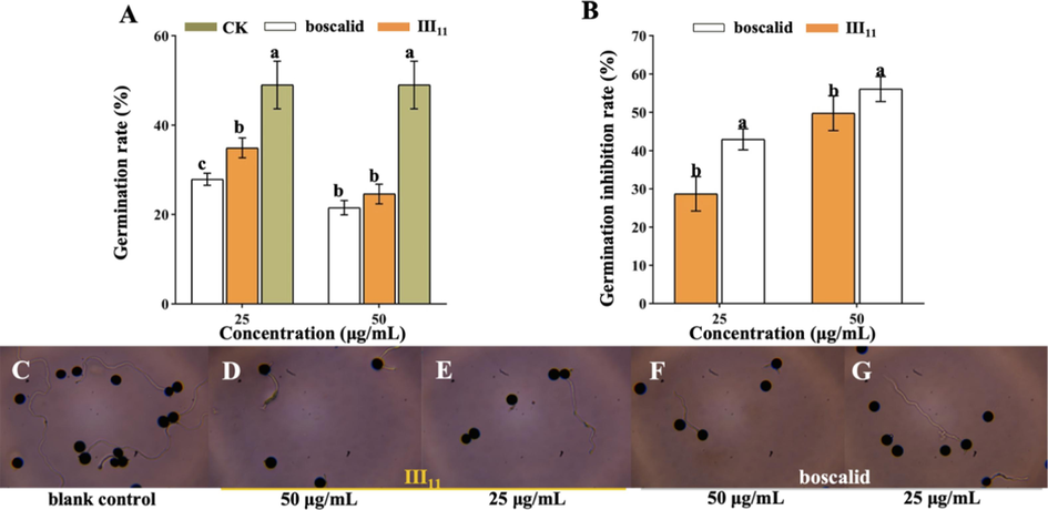 Effects on spore germination after treatment with III11 and boscalid. (A) Spore germination rate; (B) spore germination inhibition rate; from (C) to (E), spore germination after treatment with different compounds for 12 h. Error bars denote the standard error of the mean for three independent experiments. Different lowercase letters in a column indicate significant differences between mean values evaluated by Duncan’s multiple range test (P less than 0.05).