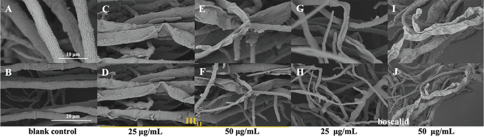Morphological observation of N. oryzae by SEM. (A) and (B) CK group; (C), (D), (E) and (F) treated with III11; (G), (H), (I) and (J) treated with boscalid.