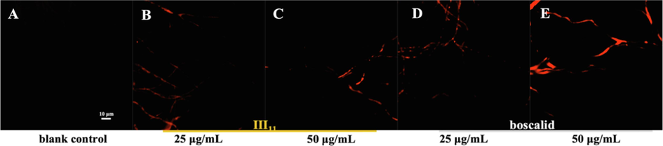 Morphological observation of N. oryzae by FM. (A) CK group; (B) and (C) treated with III11; (D) and (E) treated with boscalid.
