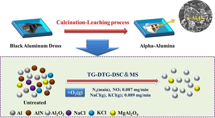 Thermal behaviors of BAD in the calcination-leaching process.