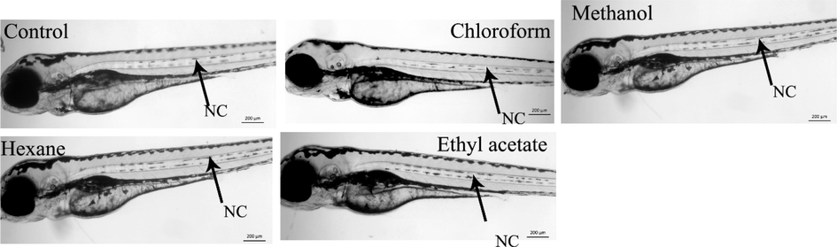 Solvent toxicity profiling in zebrafish embryos. Representative live images of zebrafish larvae at 3 days post fertilization. Control (no treatment), chloroform, methanol, hexane and ethyl acetate treated with 1% (V/V) solvents alone. The embryos were treated at shield stage (6 h post fertilization) and images were recorded at 3 days post fertilization.