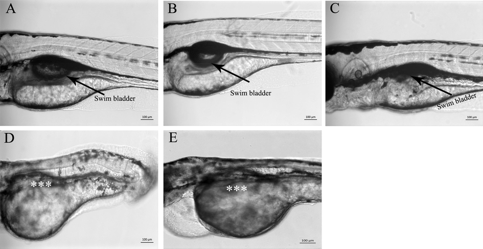 C. verum extracts blocked the formation and growth of swim bladder in zebrafish embryos. Representative images of live zebrafish larvae at 4dpf. Zebrafish embryos were treated with sub-lethal doses of C. verum extracts starting from the shield stage (6 hpf), and swim bladder development in control and treated larvae were recorded at 4dpf. A) Mock (0.5% methanol) treated control larvae with fully developed and inflated swim bladder (black arrow) B) Zebrafish larvae treated with methanol extract of C. verum (500 µg/ml). The methanol extract also did not affect the formation and growth of the swim bladder. C) Zebrafish larvae treated with C. verum ethyl acetate extract (10 µg/ml) show un-inflated and small-size swim bladder (back arrow) D). Hexane extract (5 µg/ml) treated larvae show the absence of swim bladder at 4dpf (white asterisk). E) Chloroform extract (2 µg/ml) treated larvae shows absence of swim bladder (white asterisk). All images were taken under the same magnification. The scale bar is shown at the bottom right corner.