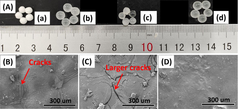 (A) Photos of the original PCU (a), and the ones immersed in water at 25 °C for 7 days: (b) PCU, (c) PY/PCU-5 and (d) 0.4MPY/PCU-5. The SEM images of the coating surfaces that were observed after freeze-drying the immersed samples: (B) PCU, (C) PY/PCU and (D) 0.4MPY/PCU.