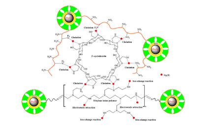 The adsorption mechanism of Hg(II) ions by new ethylene imine polymer/β-cyclodextrin crosslinked functionalized magnetic composite.