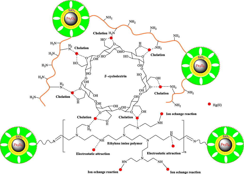 The adsorption mechanism of Hg(II) ions.