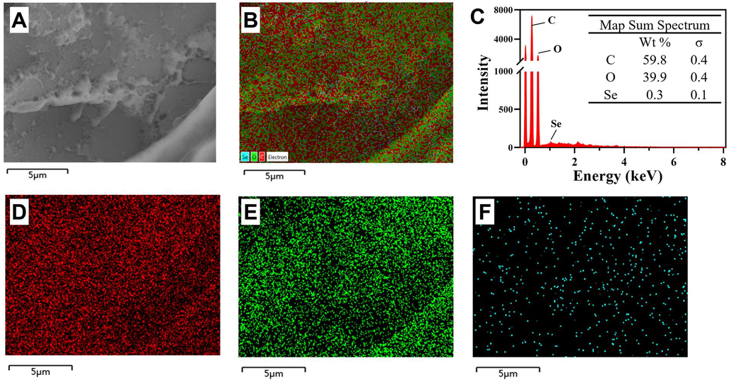 SEM-EDS analysis of Se-AQP70-2A. (A and B) SEM images and element distribution of Se-AQP70-2A. (C) Surface elemental composition of Se-AQP70-2A. (D−F) Carbon, oxygen, and selenium element distribution of Se-AQP70-2A.