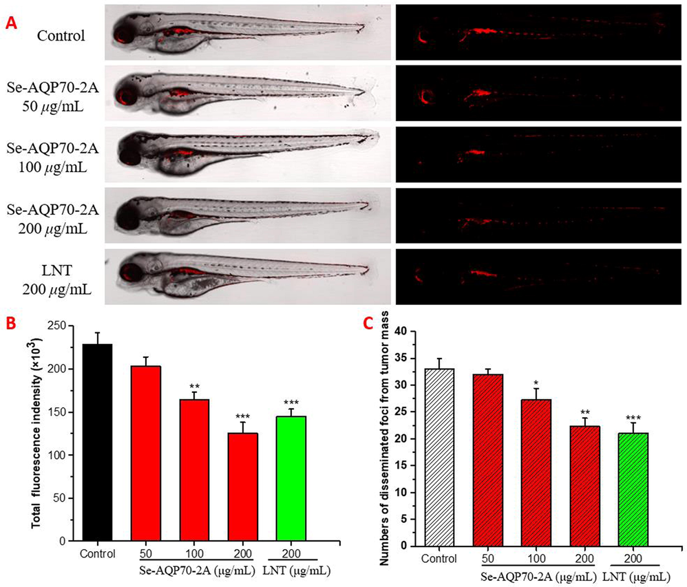 Antineoplastic effects of Se-AQP70-2A cells in zebrafish xenograft. After transplanting CM-DiI stained HepG2 cells into 2 dpf zebrafish embryos via microinjection, tumor-bearing embryos were treated with Se-AQP70-2A (50, 100, and 200 μg/mL). (A) Intensity and distribution of the red fluorescence were observed under a confocal microscope. (B) Fluorescence intensity of the tumor xenografts, representing the number of HepG2 cells. (C) Quantification of the fluorescent area of the tumor xenografts, representing HepG2 cells metastasis. The data expressed as mean ± SD (n = 15/group). *p < 0.05, **p < 0.01, and ***p < 0.001 versus control group.
