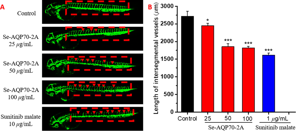 Antiangiogenic activity of Se-AQP70-2A. The anti-angiogenic activity of Se-AQP70-2A (25, 50, and 100 μg/mL) was evaluated using the transgenic zebrafish Tg (fli1: EGFP) and compared with positive control treated with 1 μg/mL sunitinib malate. (A) The development of intersegmental vessels (ISVs) and dorsal longitudinal anastomotic vessels (DLAVs) in different groups. (B) The average length of ISVs of zebrafish after treating with different concentrations of Se-AQP70-2A. The data expressed as mean ± SD (n = 15/group). *p < 0.05, ***p < 0.001 versus control group.