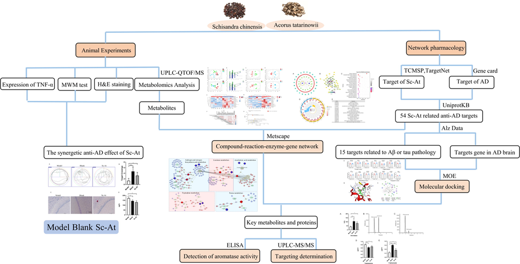 Workflow for dissecting the combination mechanisms of Sc-At for treating AD.