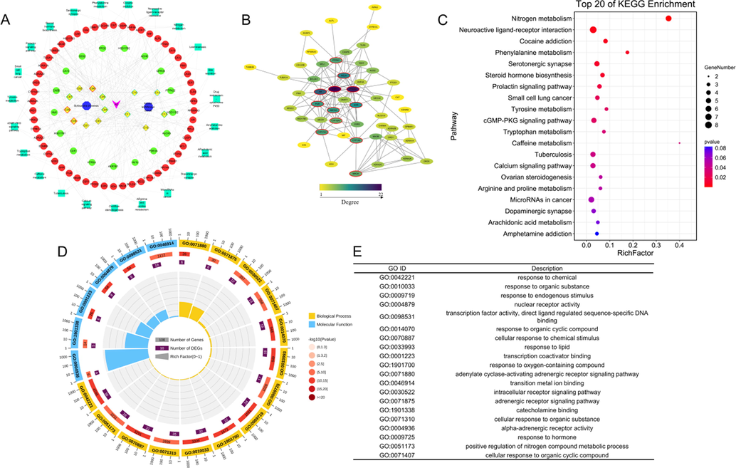 Network pharmacology analysis of Sc-At treating AD. (A) The constructions and analysis of Compound-Target-Pathway-Disease (C-T-P-D) network of Sc-At. Candidate compounds (yellow diamond) and different pathological properties (good: red border, moderate: blue border, week: green border and N/A: grey border), putative targets (green ellipse) and AD-associated proteins (red ellipse), pathways (green rectangle) and diseases (purple V) formed the C-T-P-D network of Sc-At. (B) The PPI network of Sc-At treatment on AD. Node color reflects its degree. The nodes with red borders represent the hub genes. (C) The KEGG pathways enrichment analysis by David database. (D-E) GO enrichment analysis.